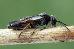 Dolerus gessneri