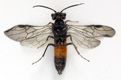 Dolerus gessneri