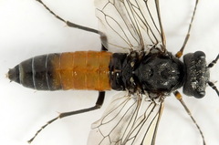 Dolerus gessneri