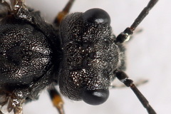 Dolerus gessneri