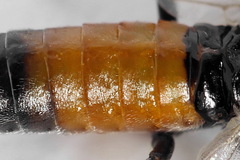 Dolerus gessneri