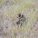 Puerto Rican Short-eared Owl - Photo (c) orlon, some rights reserved (CC BY-NC)