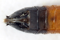 Dolerus gessneri