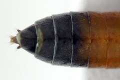 Dolerus gessneri