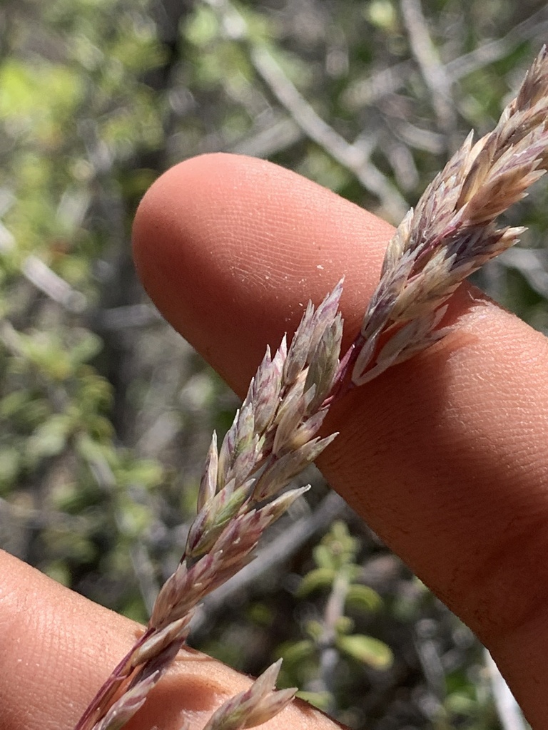 Muttongrass from Red Rock Canyon National Conservation Area, Blue ...