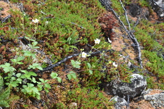 Drymocallis inquinans