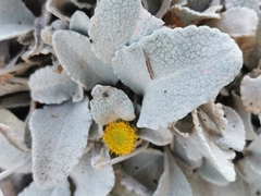 Pentanema verbascifolium