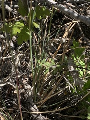 Poa fendleriana