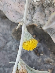 Pentanema verbascifolium