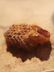 Reduviidae