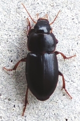 Carabidae