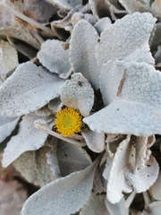 Pentanema verbascifolium