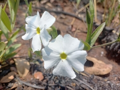 Thunbergia kirkiana