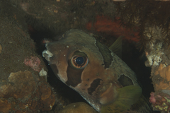Diodon liturosus