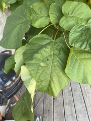 Catalpa speciosa