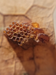 Reduviidae