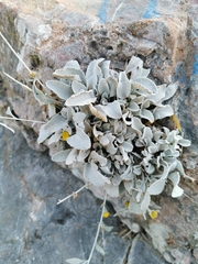 Pentanema verbascifolium