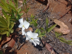 Thunbergia kirkiana