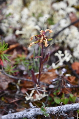 Pedicularis lapponica