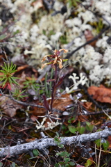 Pedicularis lapponica