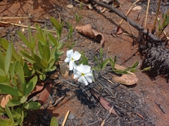 Thunbergia kirkiana