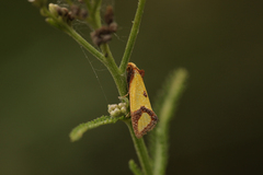 Agapeta zoegana