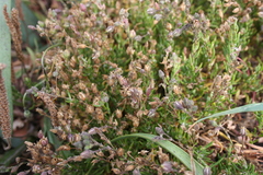 Spergularia rupicola