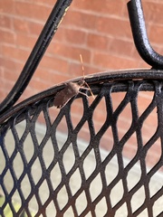 Leptoglossus oppositus