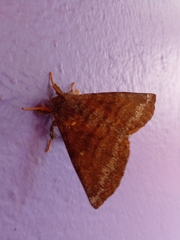 Apatelodidae
