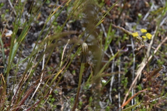 Nothocalais troximoides