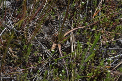 Nothocalais troximoides