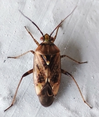 Miridae