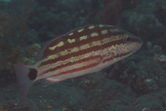 Lutjanus decussatus