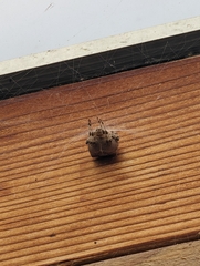 Araneus