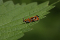 Olethreutes arcuella