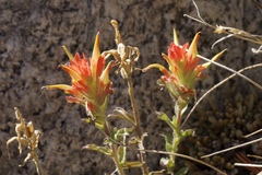 Castilleja applegatei