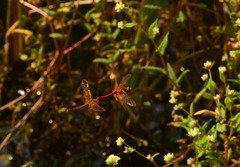 Sympetrum croceolum