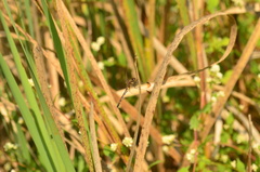Sympetrum infuscatum