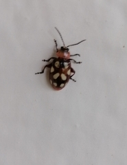Omophoita simulans