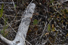 Acmispon denticulatus