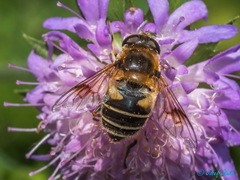 Eristalis jugorum