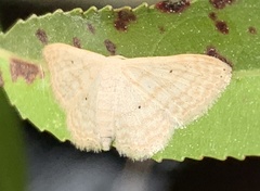 Scopula benitaria