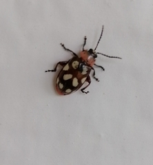 Omophoita simulans