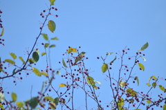 Zosterops erythropleurus