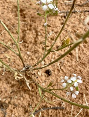 Dimorphocarpa wislizeni