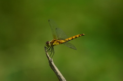 Sympetrum cordulegaster