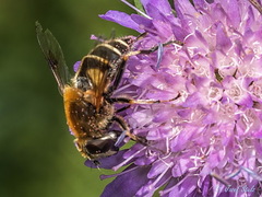 Eristalis jugorum