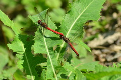 Sympetrum risi