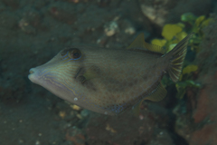 Cantherhines pardalis