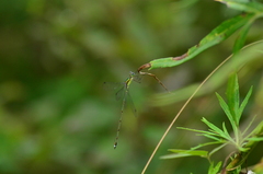 Lestes temporalis